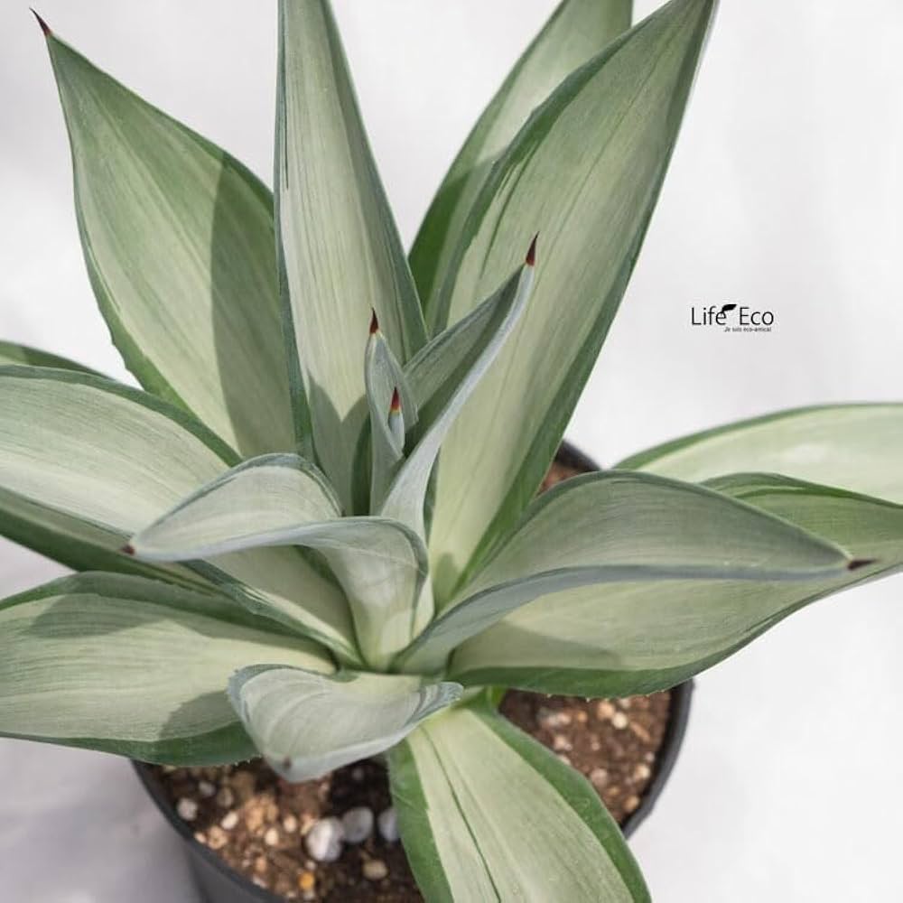 【庭植え映え株】アガベ デザーティー 大株 35cm級 シルバーブルー＆紫トップ 楽天市場】アガベ 大の通販